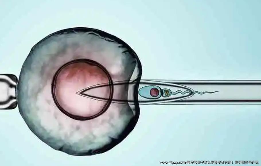 精子和卵子结合需要多长时间?满足哪些条件呢