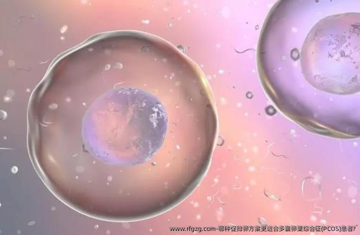 哪种促排卵方案更适合多囊卵巢综合征(PCOS)患者?
